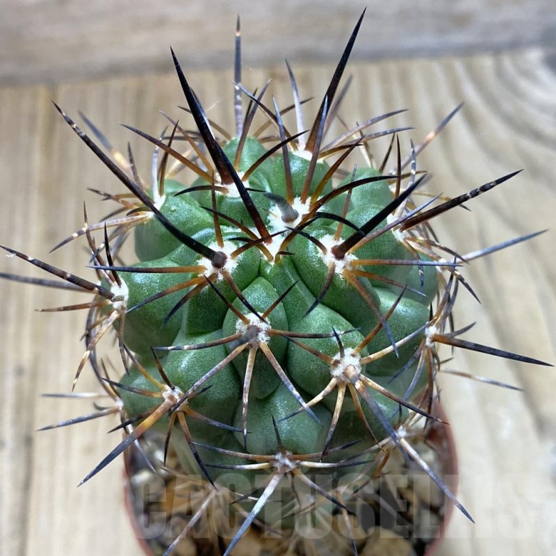 SH1095 Copiapoa coquimbana v. alticostata GCG 15005, grafted