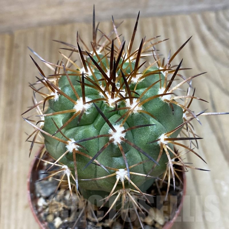 SH1119 Copiapoa coquimbana GCG 15005b, grafted