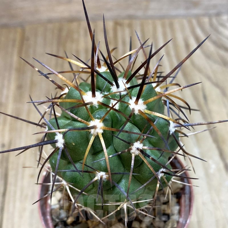 SH1125 Copiapoa coquimbana GCG 15005b , grafted