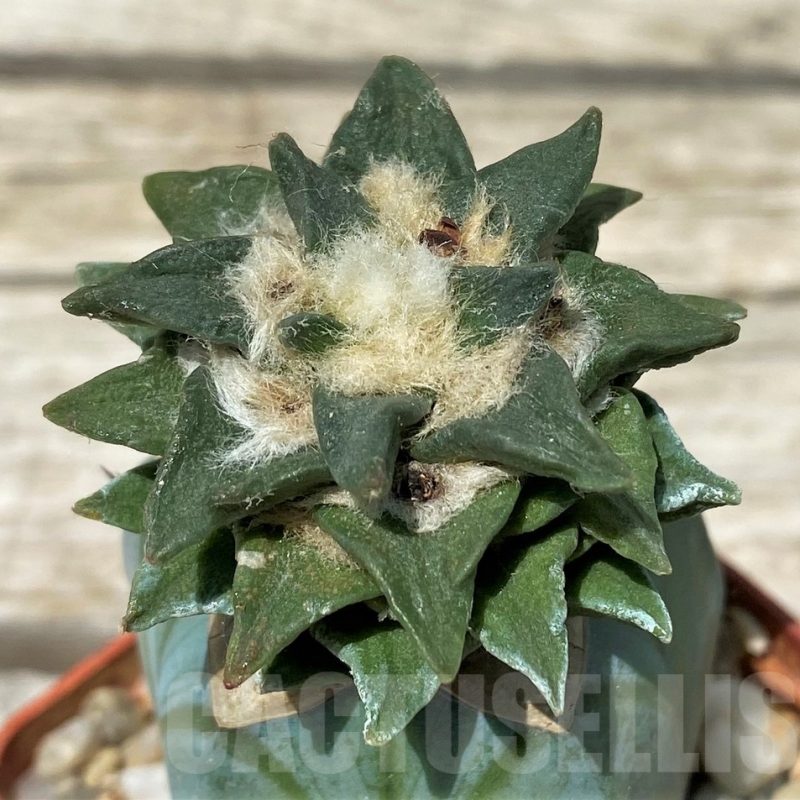 SH11257 Ariocarpus scapharostrus x kotschoubeyanus, grafted