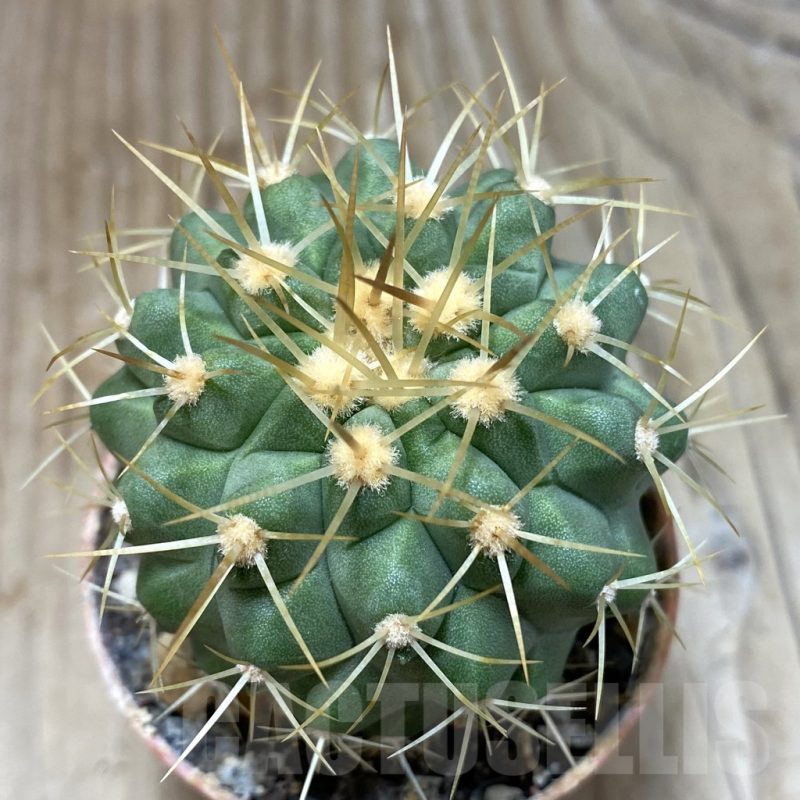 SH1136 Copiapoa haseltoniana GCG 15038, grafted