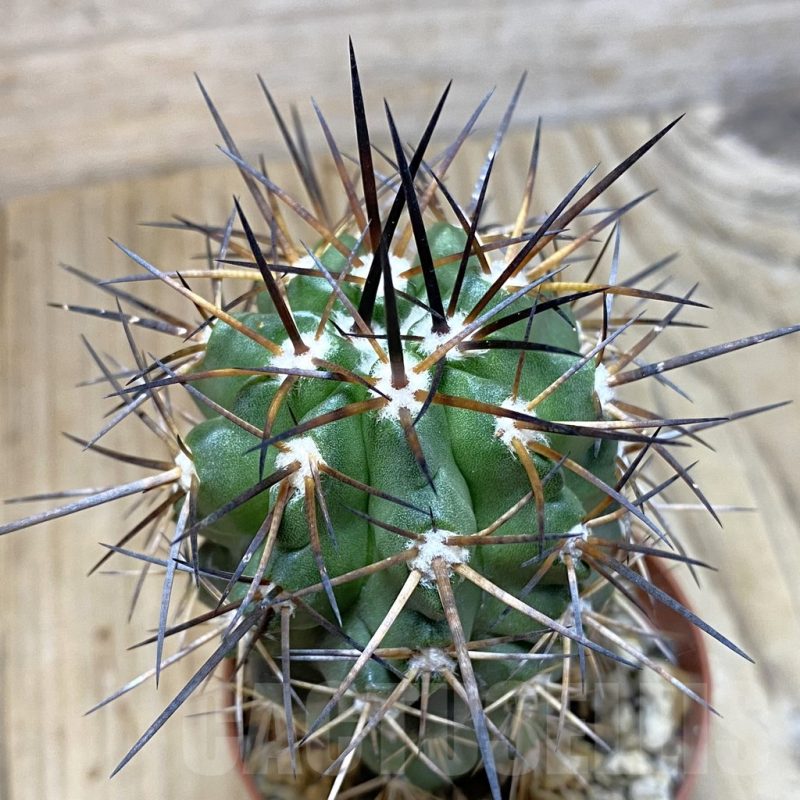 SH1147 Copiapoa coquimbana v. alticostata selection GCG 15005, grafted