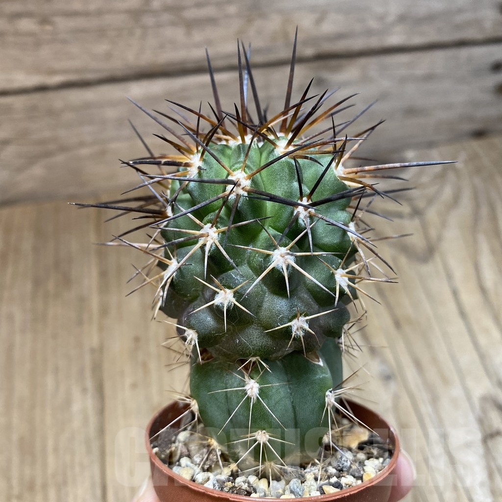 SH1147 Copiapoa coquimbana v. alticostata selection GCG 15005, grafted - immagine 2
