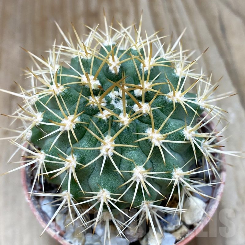 SH1151 Pyrrhocactus eriosyzoides seedling, grafted