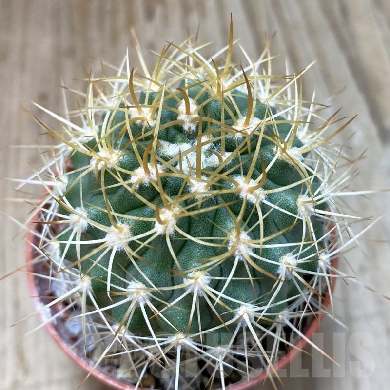 SH1153 Pyrrhocactus eriosyzoides seedling, grafted