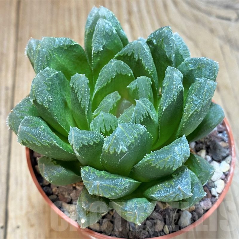 SH1158 Haworthia chevagri hybrid