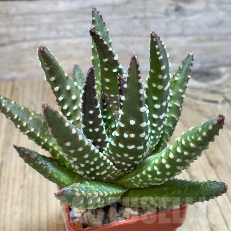 SH11589 Haworthia pumila