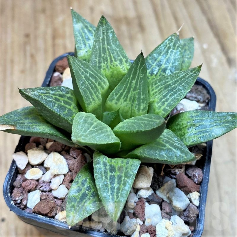 SH1159 Haworthia schmidtiana x retusa x comptoniana F2