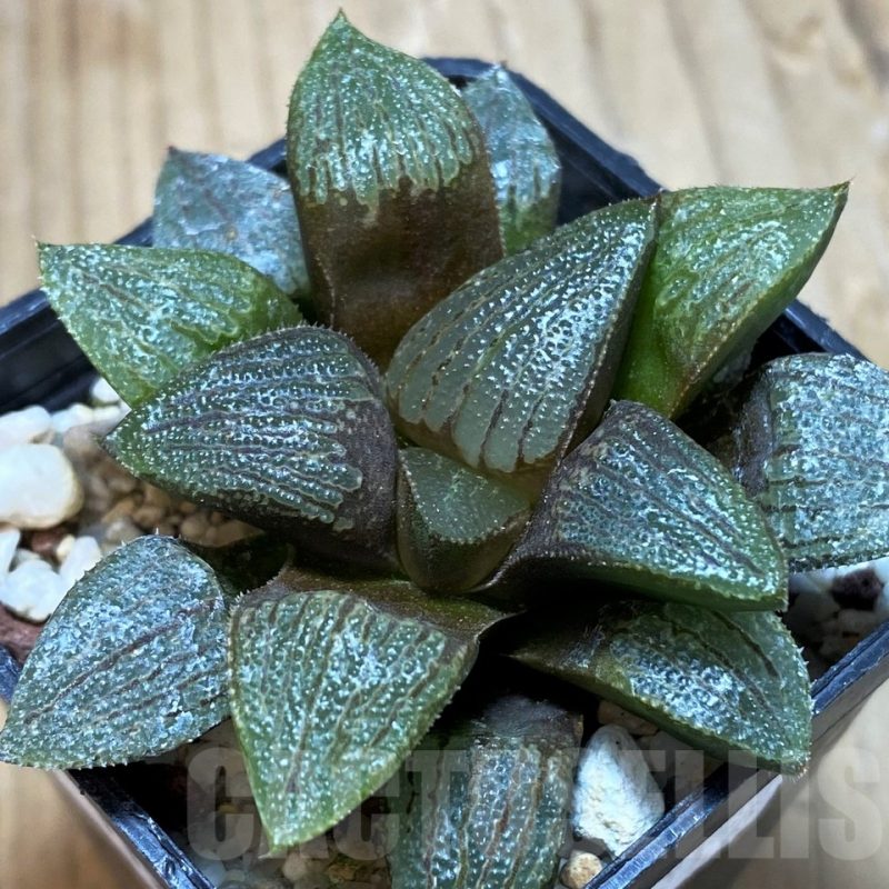 SH11592 Haworthia emelyae hybrid -Rooiberg-