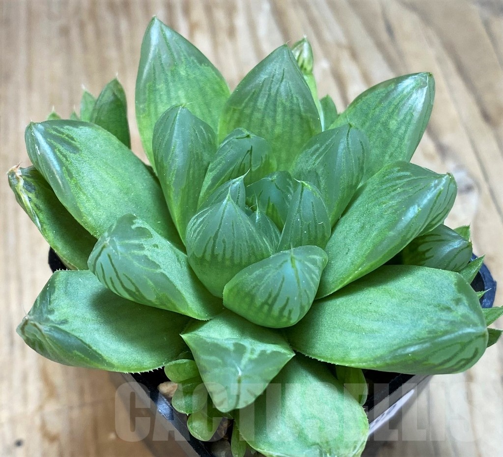 SH11599 Haworthia obtusa