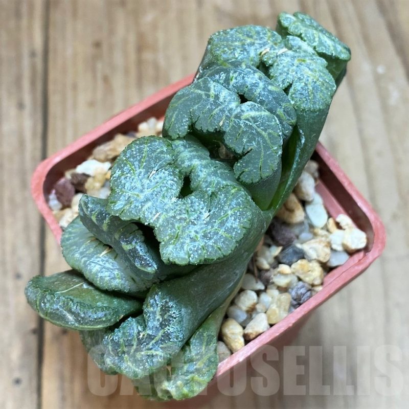 SH1160 Haworthia truncata 'Xuanwu Jade Fan'