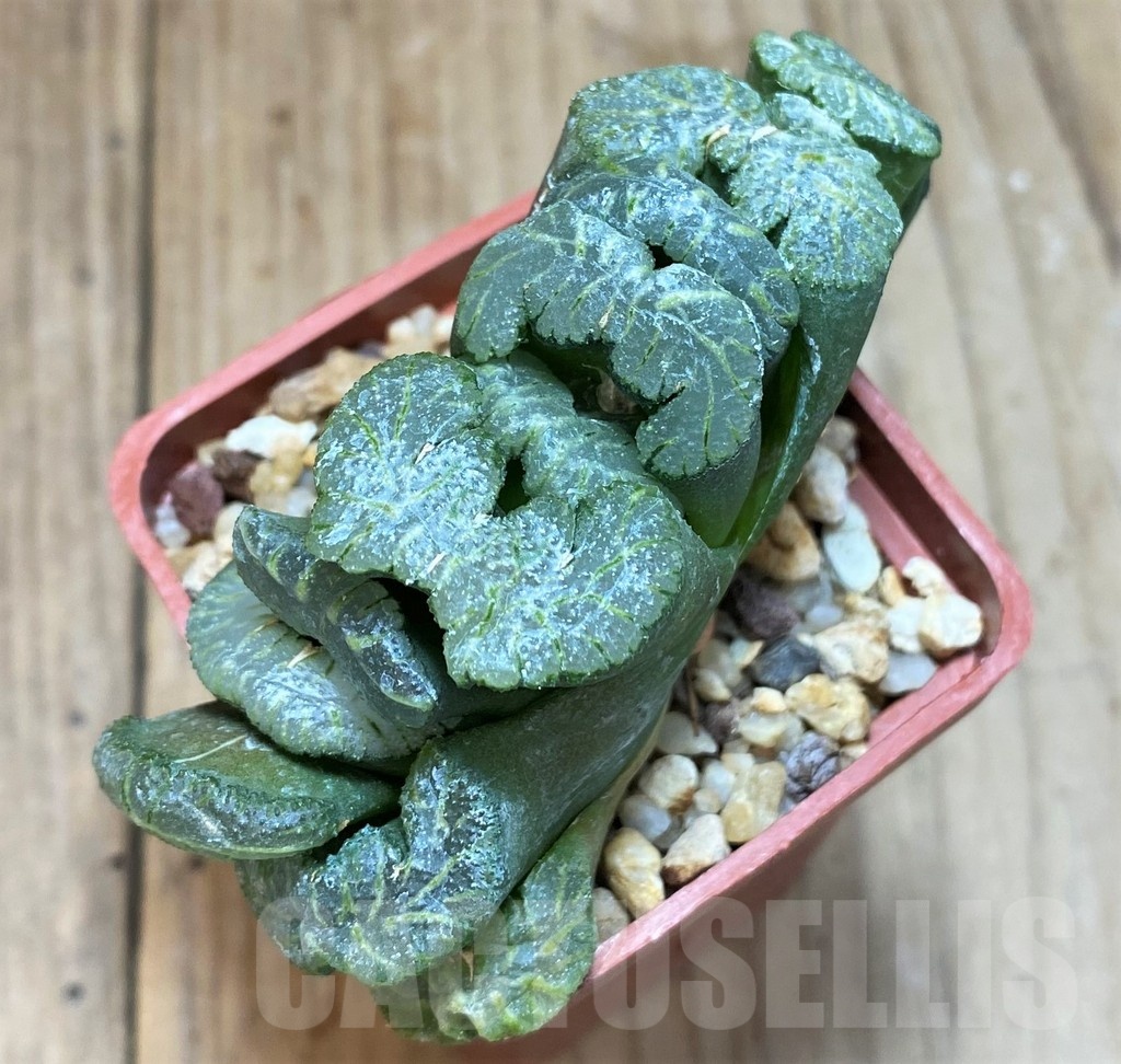 SH1160 Haworthia truncata 'Xuanwu Jade Fan'