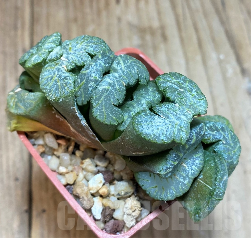 SH1160 Haworthia truncata 'Xuanwu Jade Fan' - Image 3