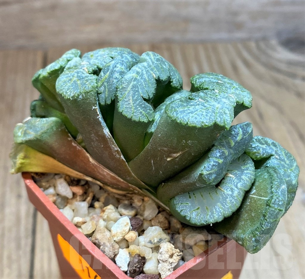 SH1160 Haworthia truncata 'Xuanwu Jade Fan' - Image 2