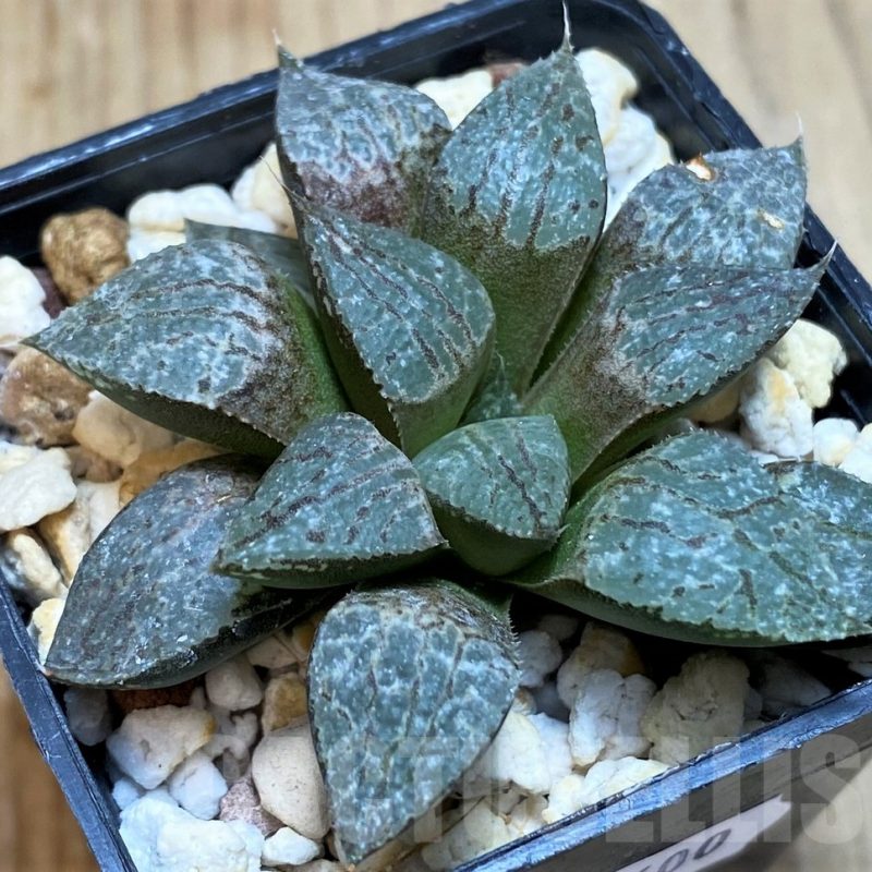 SH11600 Haworthia picta