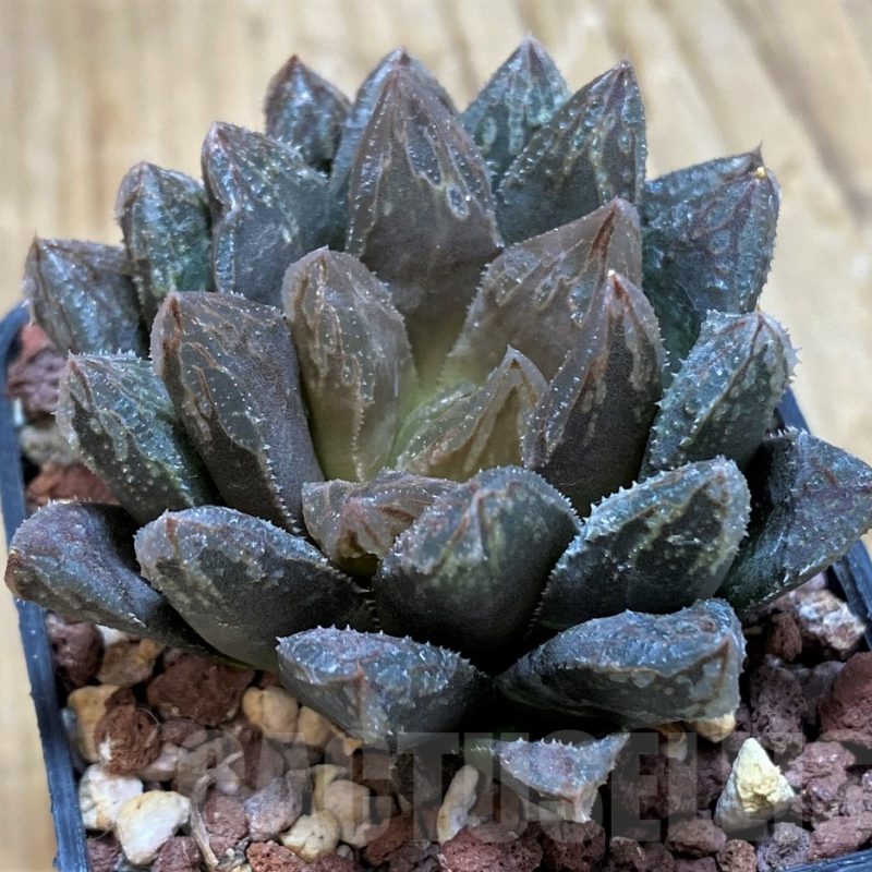 SH11602 Haworthia cooperi hybrid