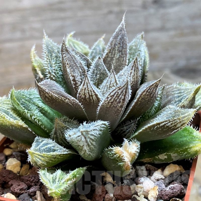SH11607 Haworthia cooperi v. venusta hybrid