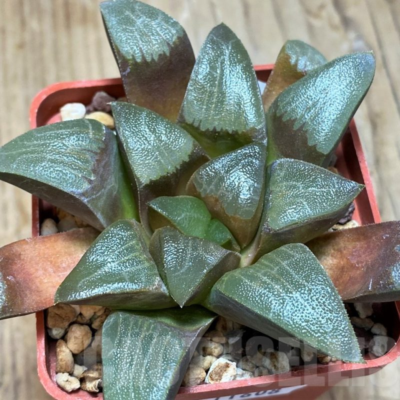 SH11608 Haworthia comptoniana x bayeri