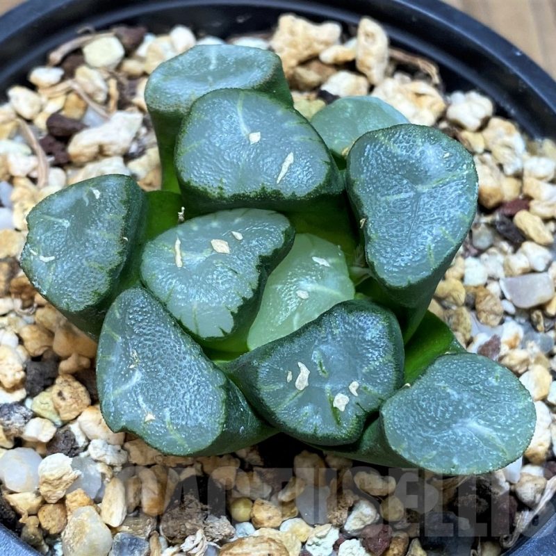 SH1161 Haworthia maughanii 'Yancheng Lake Vientiane'