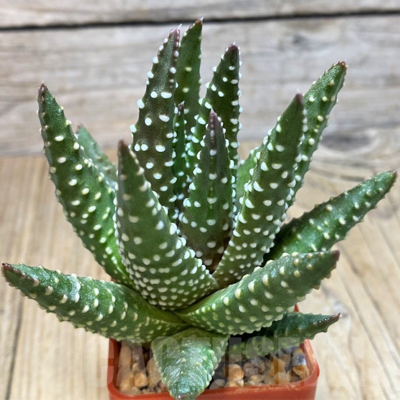 SH11611 Haworthia pumila