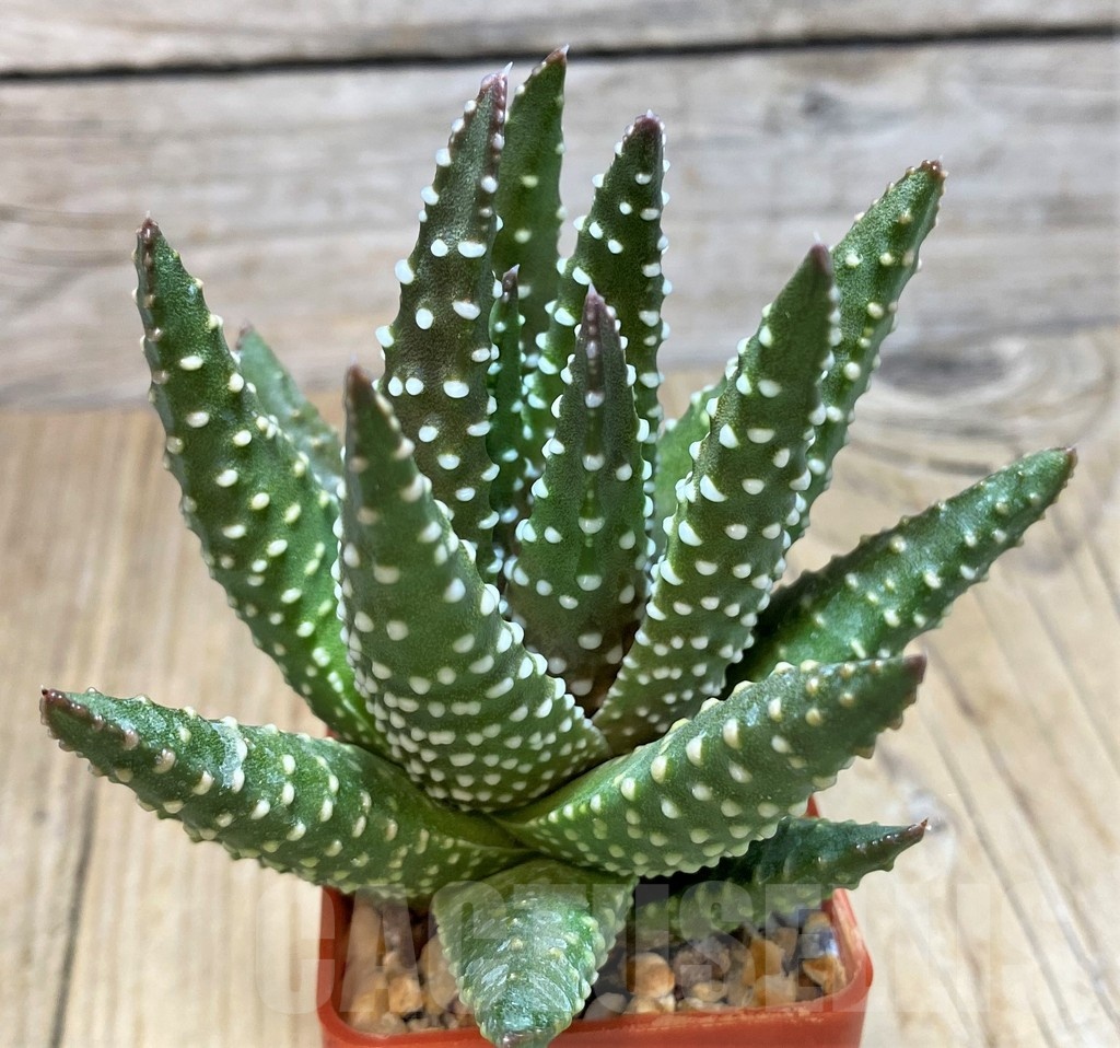 SH11611 Haworthia pumila
