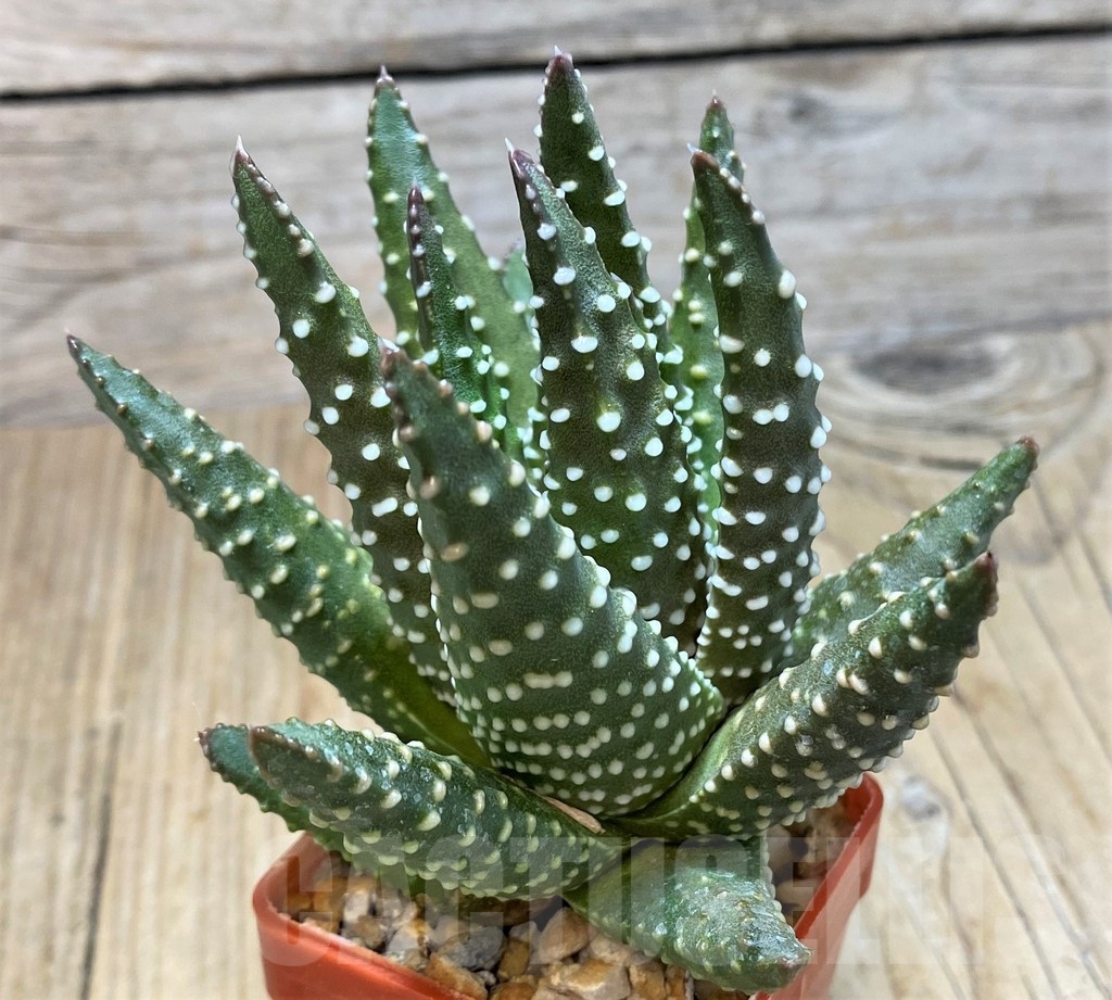 SH11611 Haworthia pumila - Imagen 2