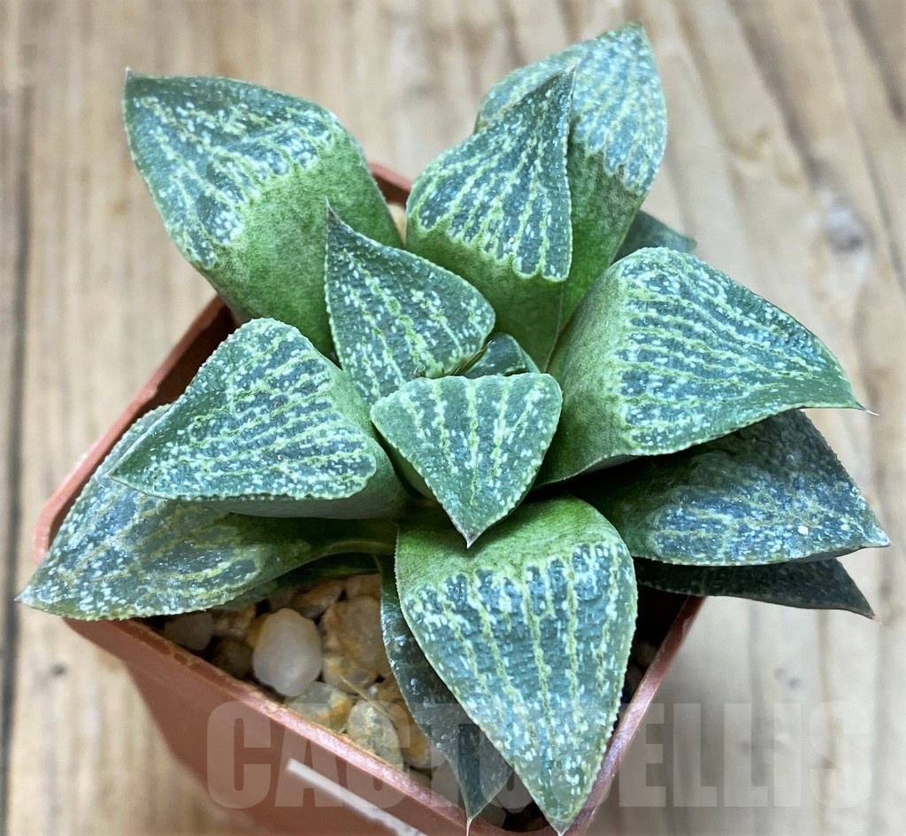 SH11615 Haworthia pygmaea v. argenteo-maculosa