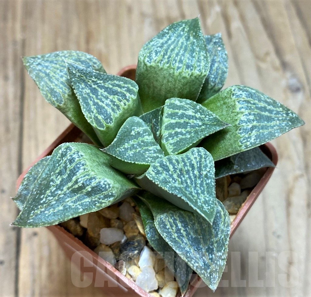 SH11615 Haworthia pygmaea v. argenteo-maculosa - Imagen 2