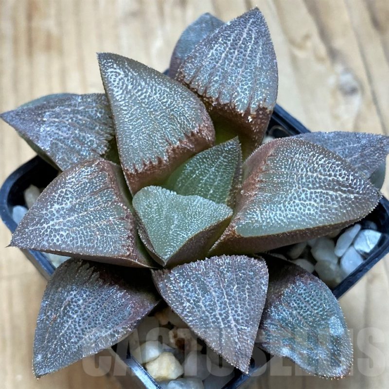 SH11616 Haworthia pygmaea x bayeri