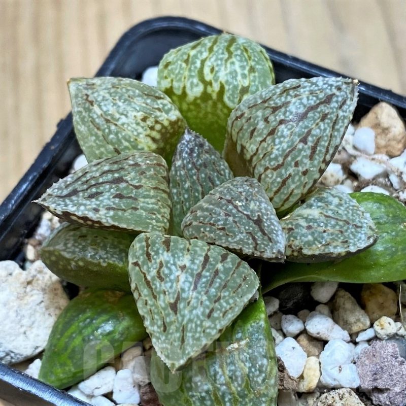 SH11619 Haworthia picta -Japan-