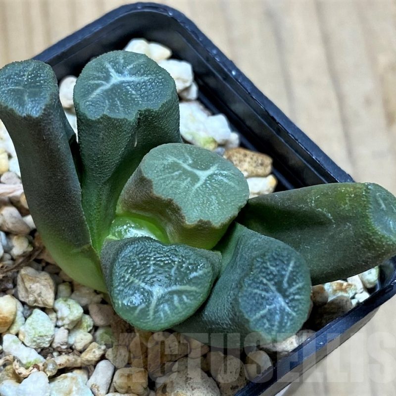 SH11624 Haworthia maughanii -Japan-