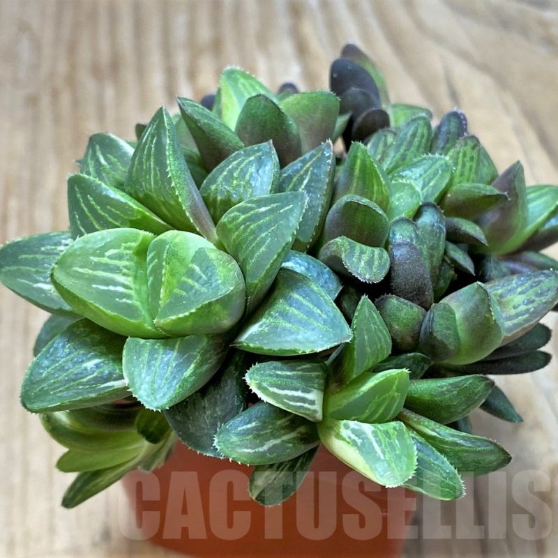 SH11633 Haworthia retusa f. variegata