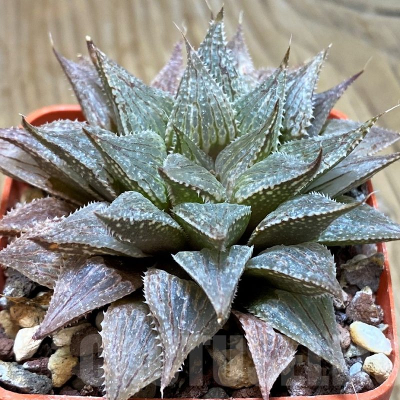 SH11637 Haworthia wimii hybrid
