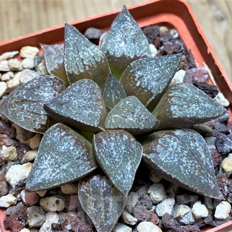 SH11647Haworthia picta SH