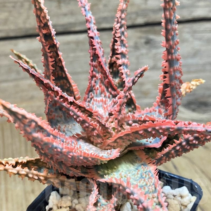 SH1172 Aloe TCT hybrid