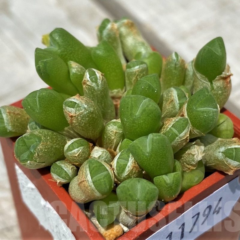 SH11794 Conophytum ficiforme