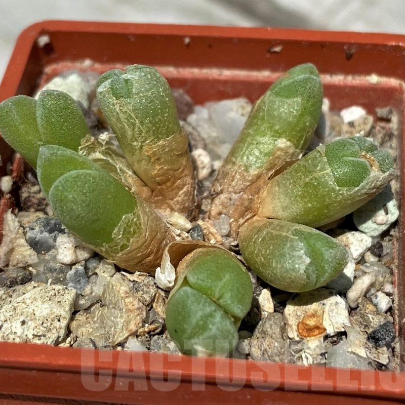 SH11795 Conophytum hians TSG 634