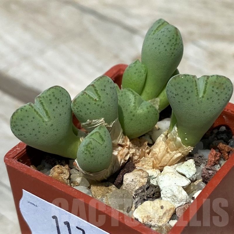 SH11797 Conophytum klinghardtense