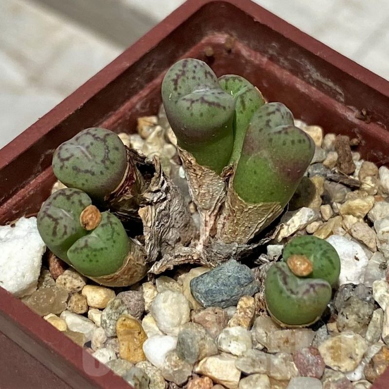 SH11801 Conophytum obcordellum, seedling