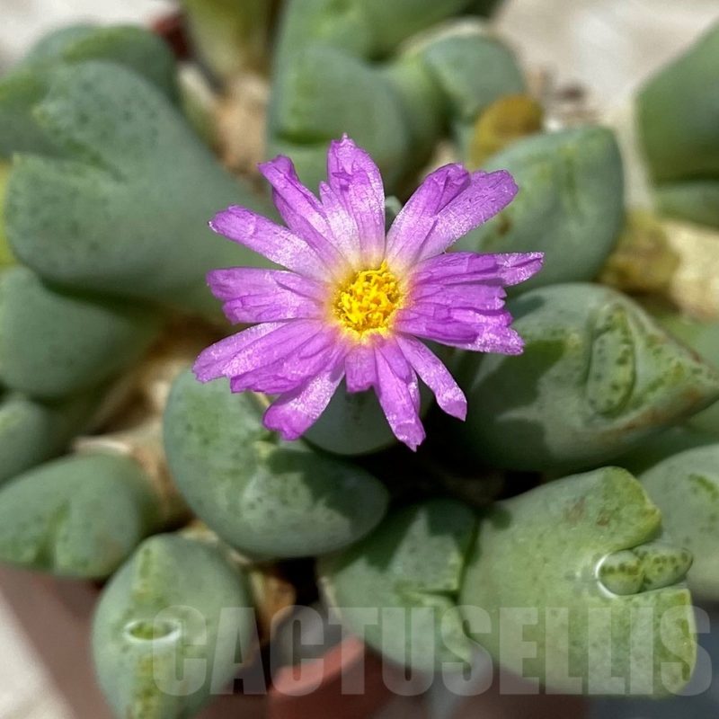 SH11807 Conophytum taylorianum ssp. ernianum