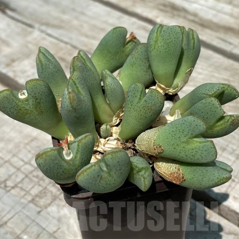 SH11808 Conophytum taylorianum ssp. ernianum