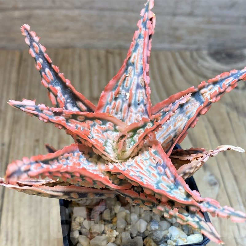 SH1181 Aloe TCT hybrid