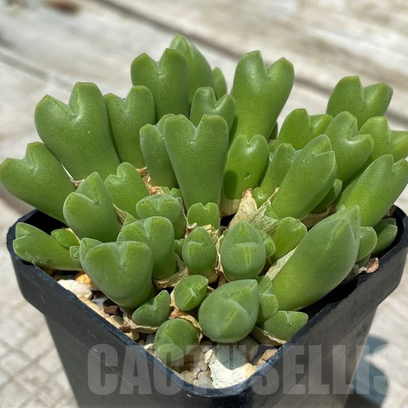 SH11810 Conophytum klinghardtense ssp baradii