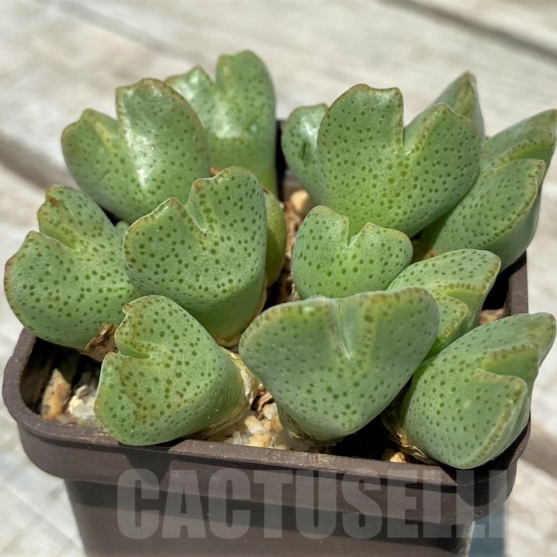 SH11812 Conophytum taylorianum DH4636