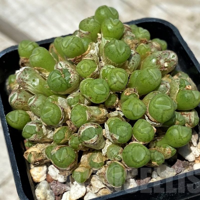 SH11814 Conophytum saxetanum