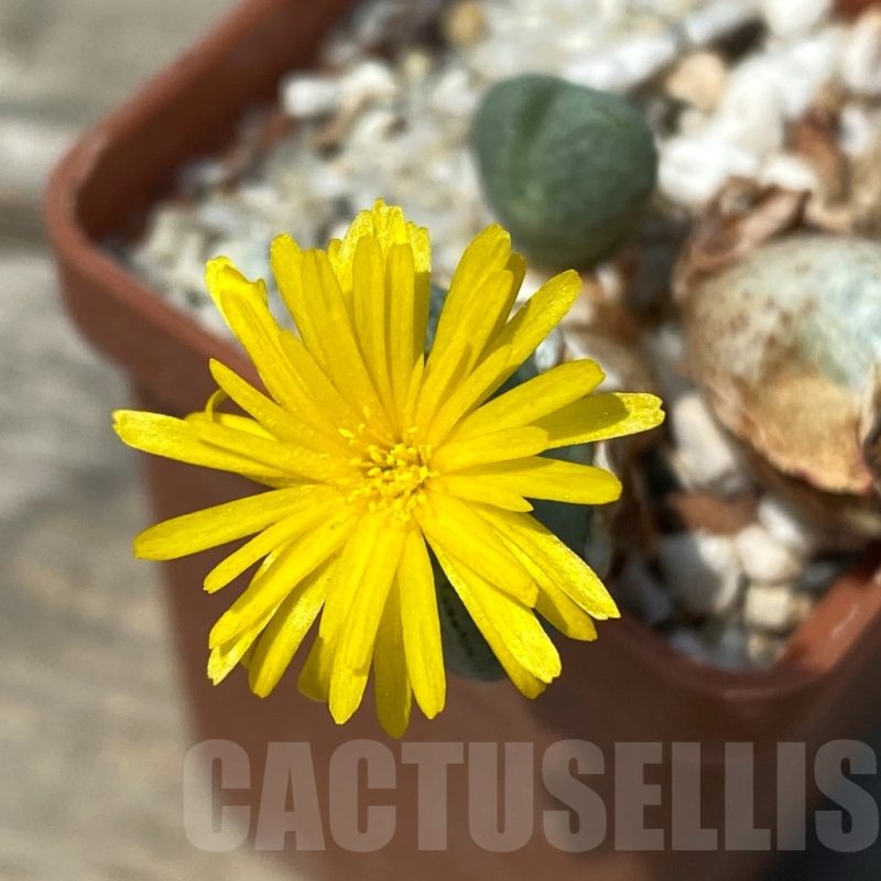SH11816 Conophytum meyeri f. ovigerum, Augrabies
