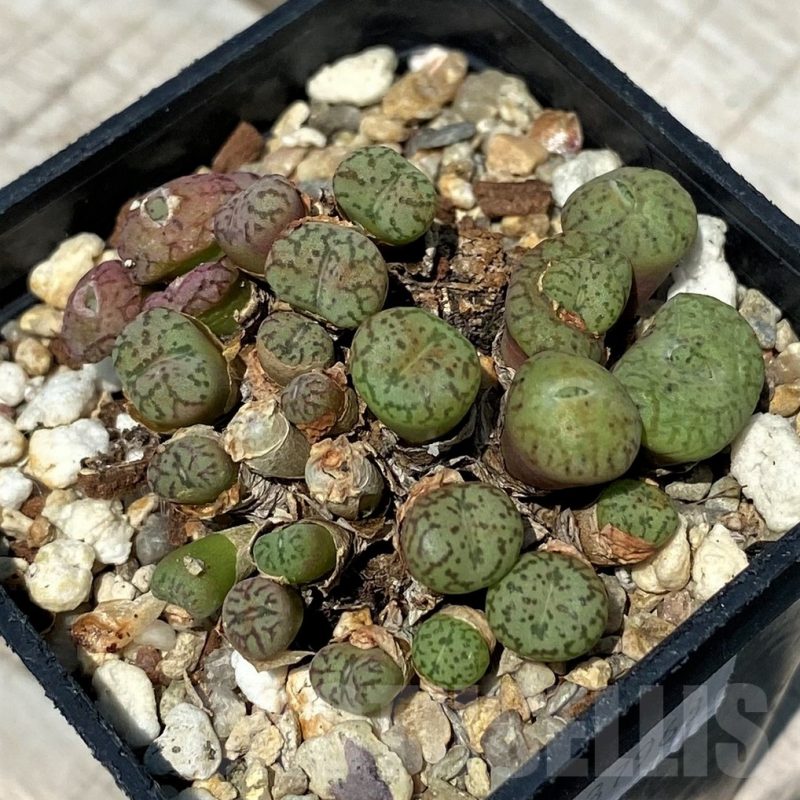 SH11818 Conophytum obcordellum mix