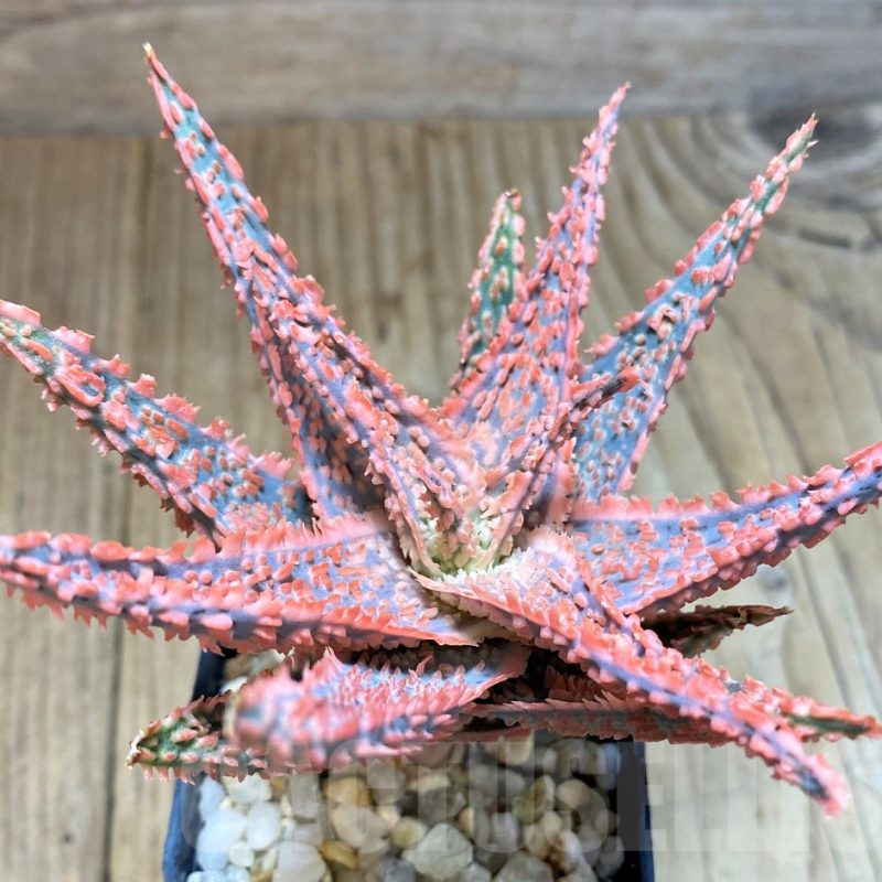 SH1182 Aloe hybrid