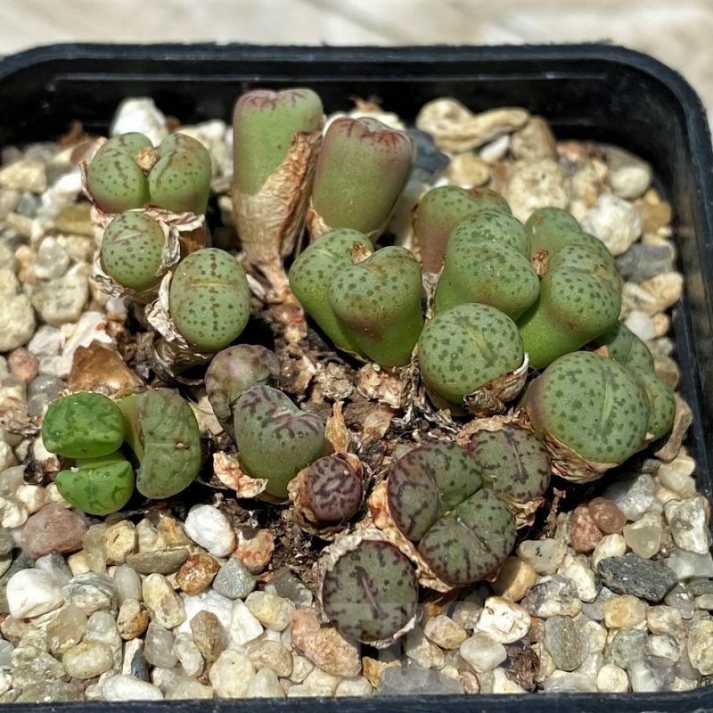 SH11822 Conophytum obcordellum mix, seedling