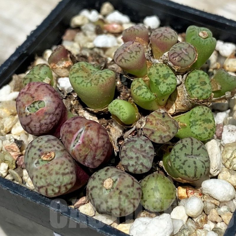 SH11831 Conophytum obcordellum mix, seedling